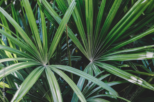 Green Sugar palm leaf background