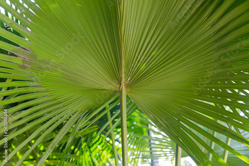 Green Sugar palm leaf background