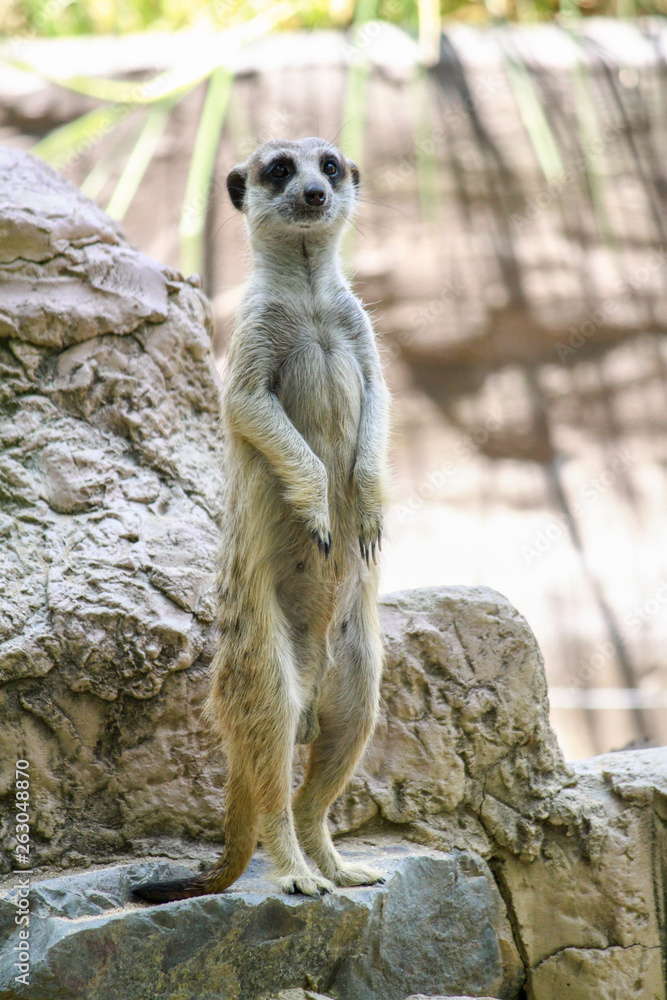 Fototapeta premium The Suricata suricatta or meerkat stand up on the rock