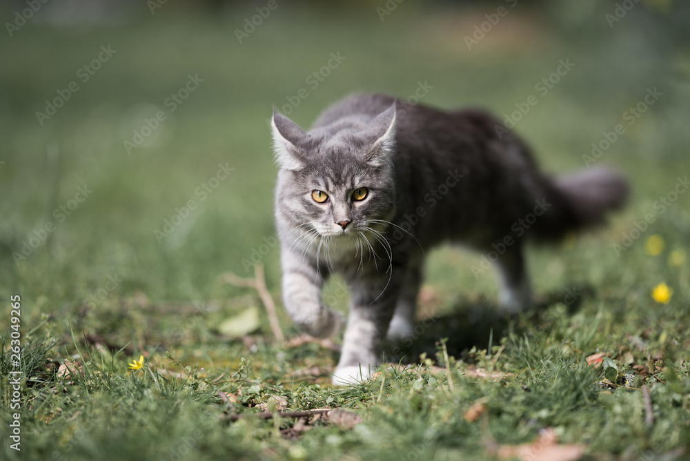 blue tabby maine coon cat prowling in the garden walking over the lawn