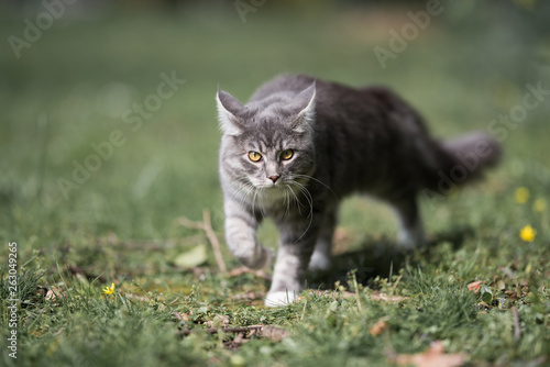 blue tabby maine coon cat prowling in the garden walking over the lawn