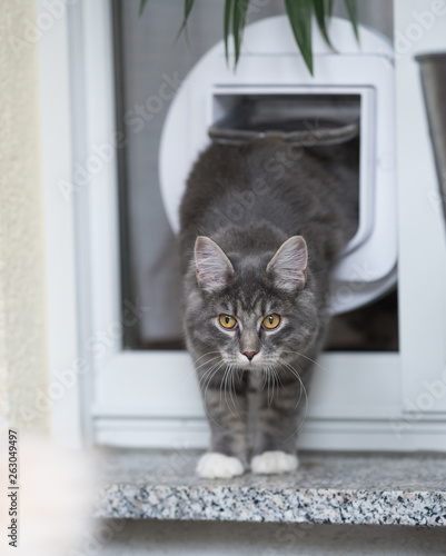 blue tabby maine coon kitten passing through cat flap in window looking at camera