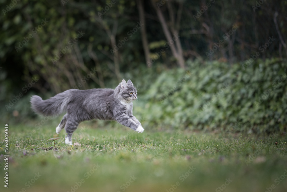 Fototapeta premium side view of a blue tabby maine coon cat running in the garden