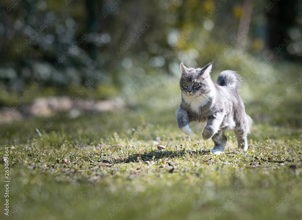 blue tabby maine coon cat running fast in the garden on a sunny day