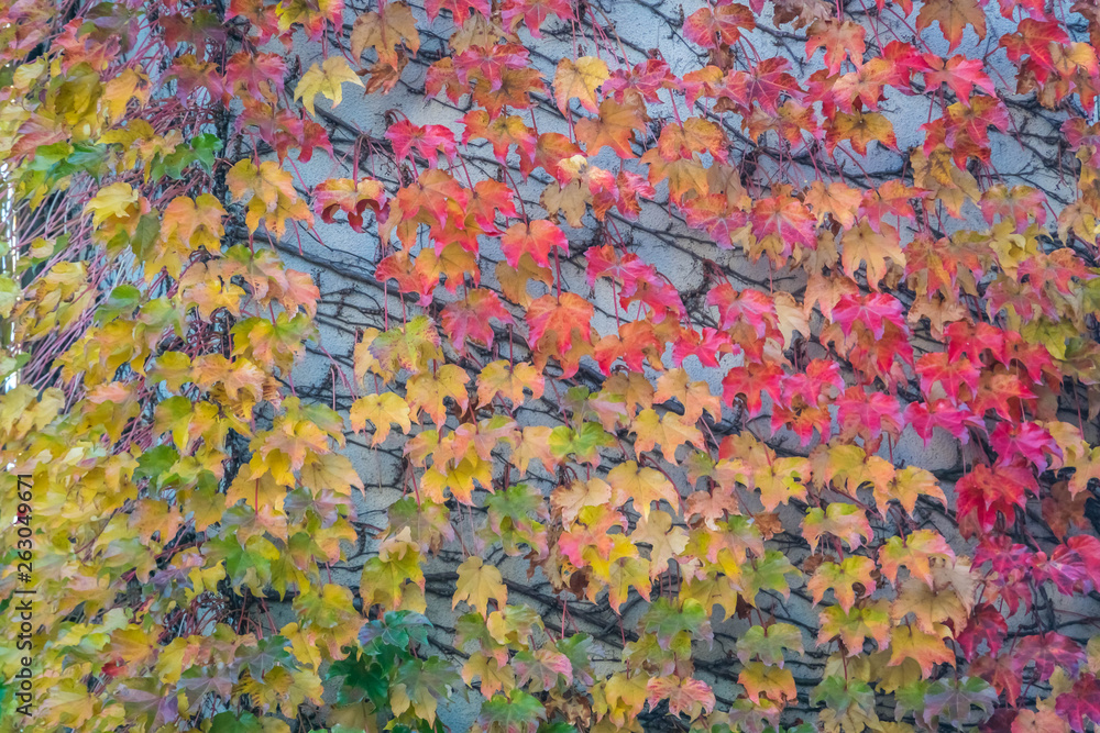 red maple leaves on wall  in autumn season Japan