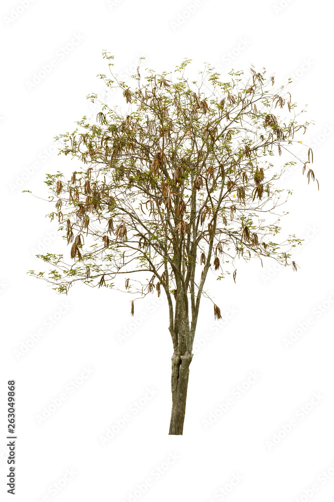 Obraz premium Trees, collection Isolated on white background.