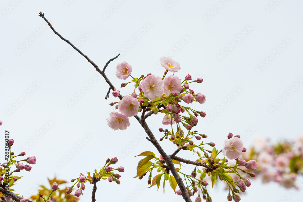Cherry blossom in spring for background or copy space for text Cherry blossom in spring for background or copy space for text