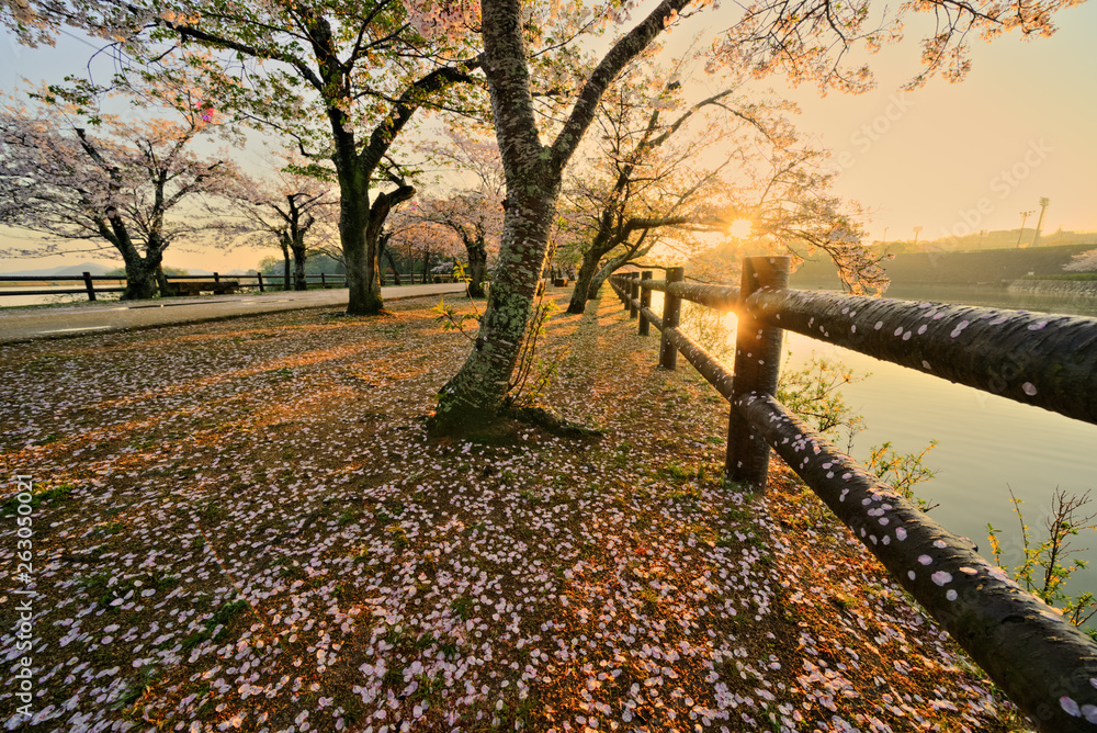 Obraz premium 桜散る頃 朝陽