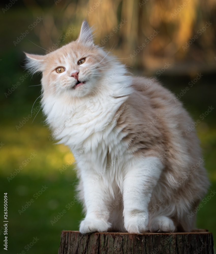 cream tabby maine coon cat sitting on a tree stump outdoors making a funny face