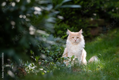 front view of a cream tabby maine coon cat sitting in the garden looking at camera surrounded by plants