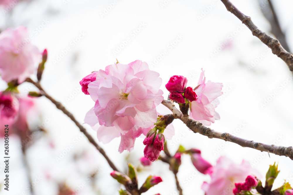 Cherry blossom in spring for background or copy space for text Cherry blossom in spring for background or copy space for text