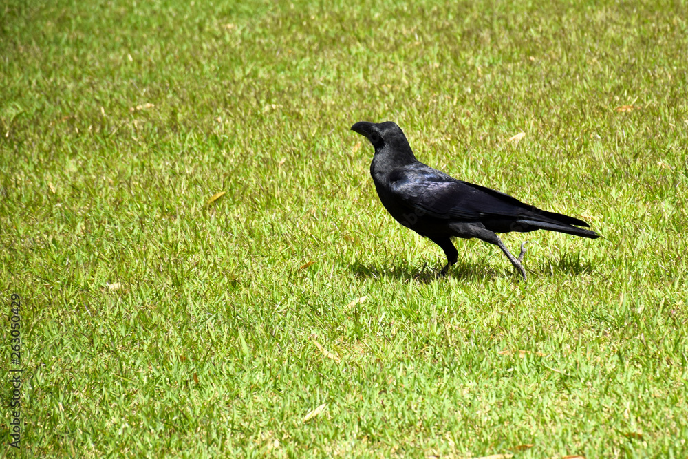 crow in the garden crow in the garden