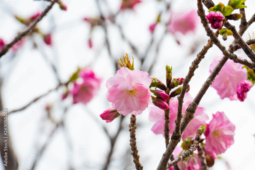 Cherry blossom in spring for background or copy space for text Cherry blossom in spring for background or copy space for text