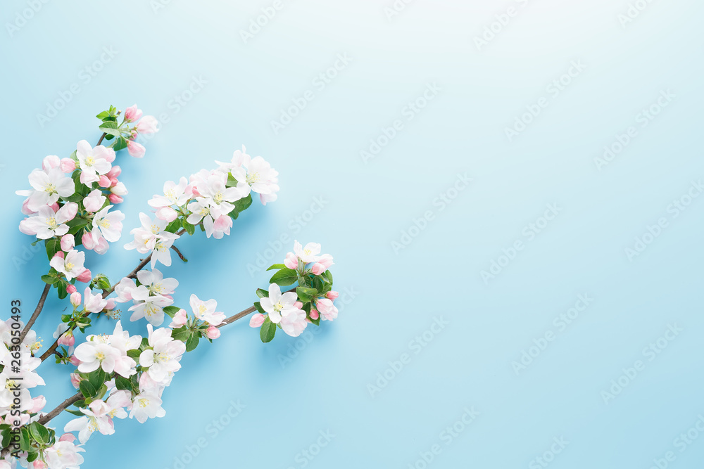 Blooming spring sakura on a blue background with space for a greeting message. The concept of spring and mother's day. Beautiful delicate pink cherry flowers in springtime Blooming spring sakura on a blue background with space for a greeting message. The concept of spring and mother's day. Beautiful delicate pink cherry flowers in springtime