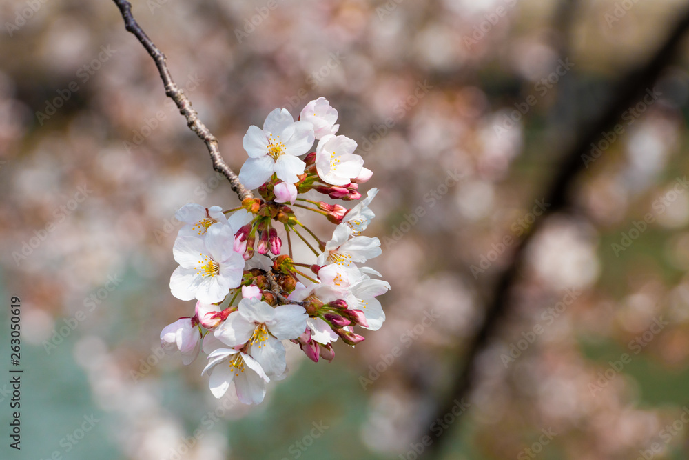 Cherry blossom in spring for background or copy space for text Cherry blossom in spring for background or copy space for text