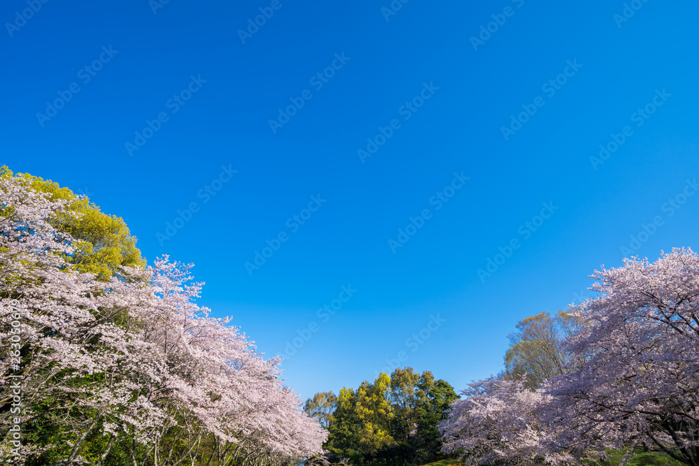 満開の桜と大空