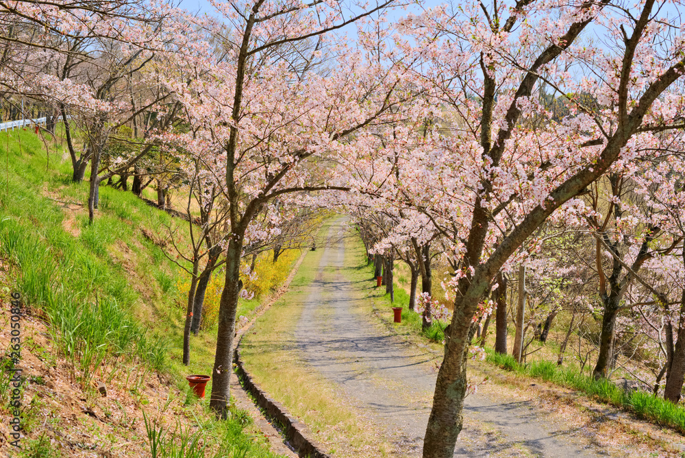 桜並木と道 桜並木と道