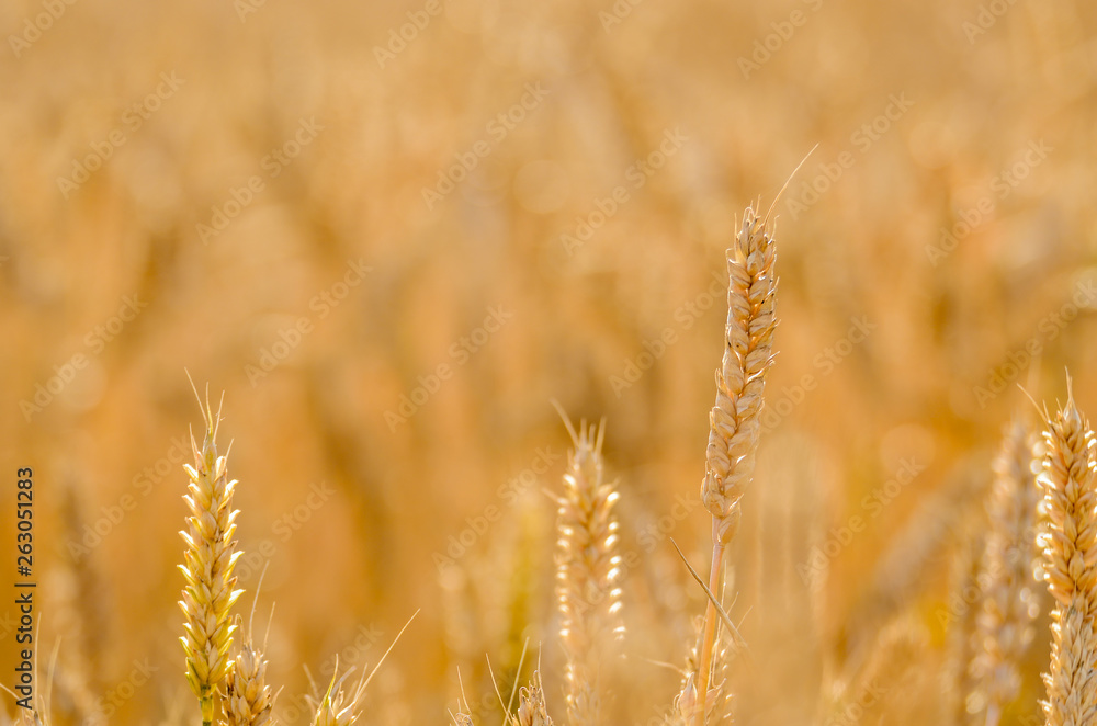 Wheat field under cloudy blue sky in Ukraine Wheat field under cloudy blue sky in Ukraine