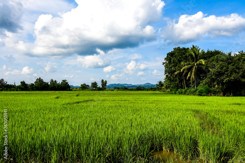  Mountain tree sky in Thailand 