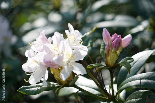 Flowers in spring time 