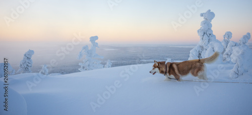 Siberian husky  © Janne