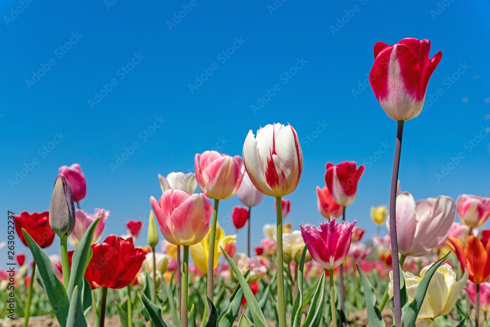 Obraz premium チューリップ畑