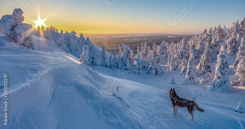 Siberian husky in landscape photo