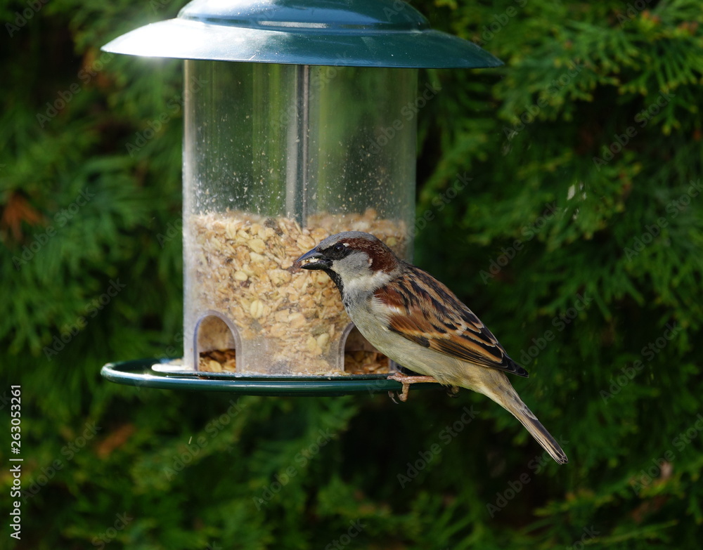 Naklejka premium Sparrow,Bird,Garden