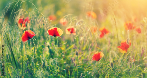 poppy flowers in the green field. Opium poppy. Natural drugs. Glade of red poppies.Soft focus.