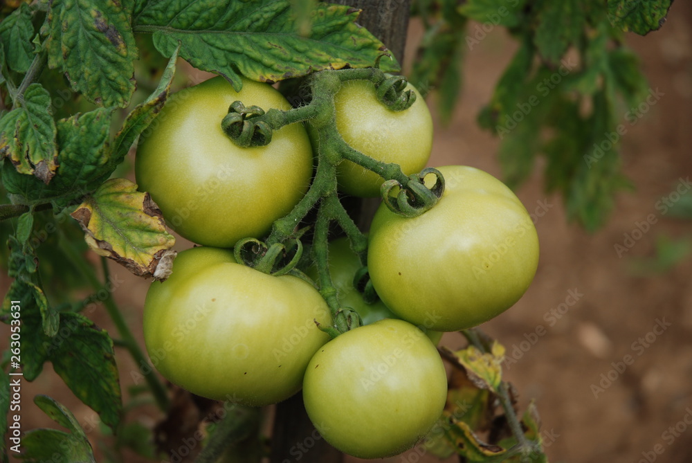 grappe de tomates vertes sur leur pied, culture bio