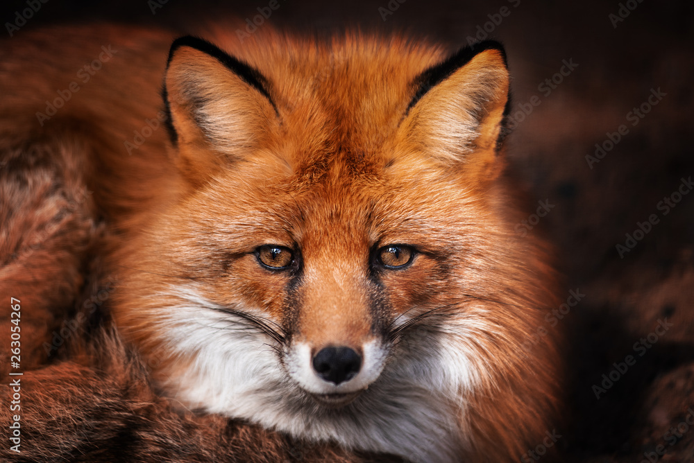 Red Fox looks at the camera. Portrait.