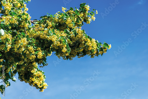 branches of blossoming linden on the blue sky background. beautiful nature scenery in summer.
