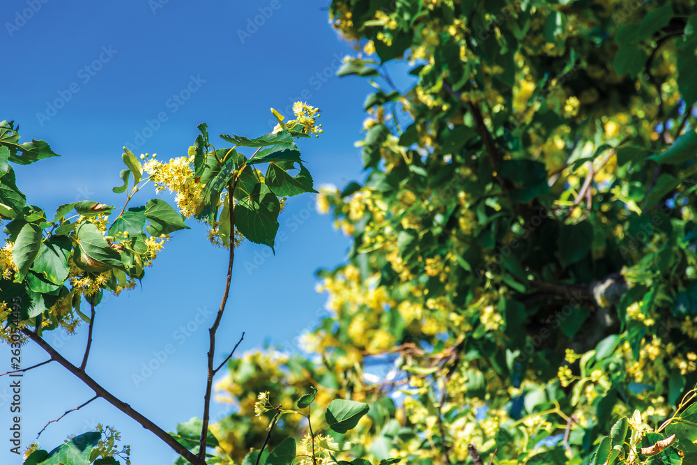 Fototapeta premium branches of blossoming linden on the blurry blue sky background. closeup with shallow depth of fielld. beautiful nature details in summer.