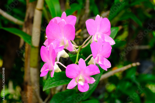 Beautiful pink Dendrobium orchid flowers with natural background  soft focus