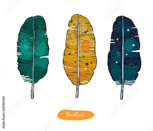 Colorful detailed sketched bird feathers, isolated on white background. Set of ethnic Feathers,boho style.Ilistrustration for tattoo.