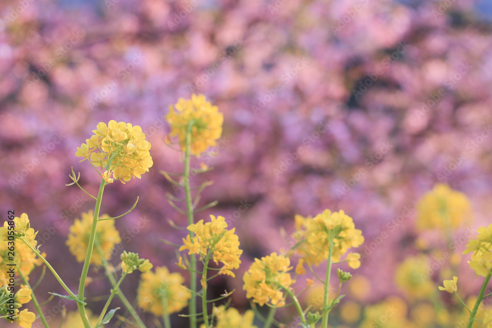Obraz premium 菜の花と河津桜