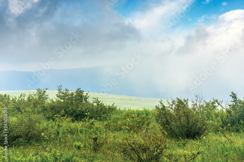 shrubs on a meadow in fog. stormy weather in summer. mountain visible in the distance. overcast sky