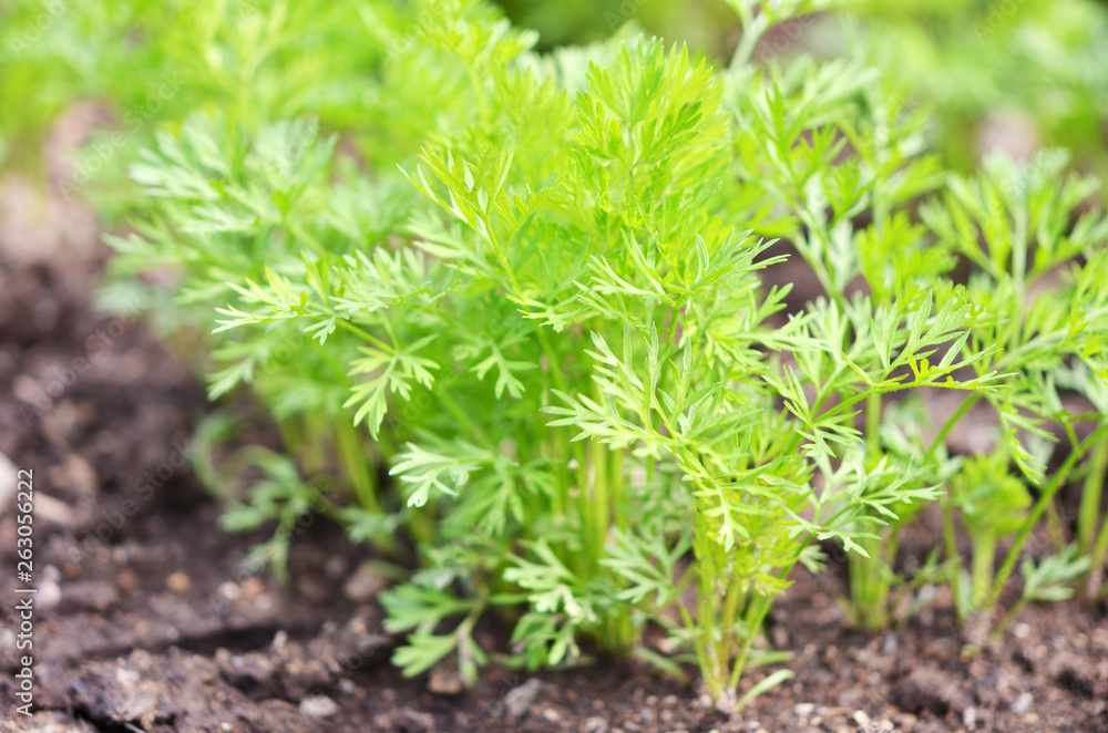 .Young carrot tops, growing vegetables in the open ground on fertile soil, the concept of agriculture and farms. .Young carrot tops, growing vegetables in the open ground on fertile soil, the concept of agriculture and farms.