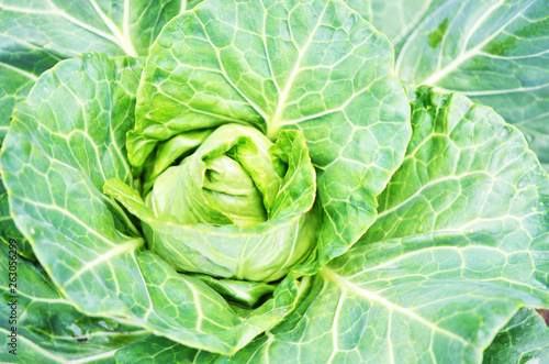 .Closeup top view of fresh green cabbage. Organic cabbage vegetable food in field garden, cabbage in the garden.
