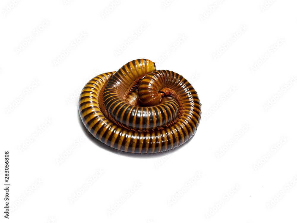 Millipede rolled, into a Circle on the Isolate White Background, and Top view Millipede rolled, into a Circle on the Isolate White Background, and Top view