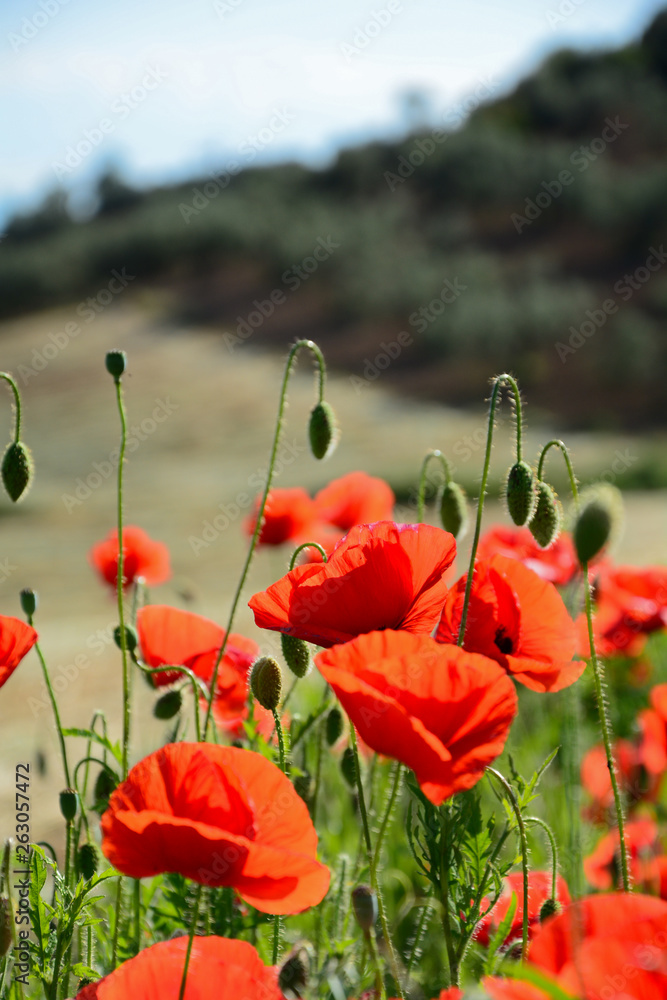 Naklejka premium Poppy field in summer, spain, andalusia