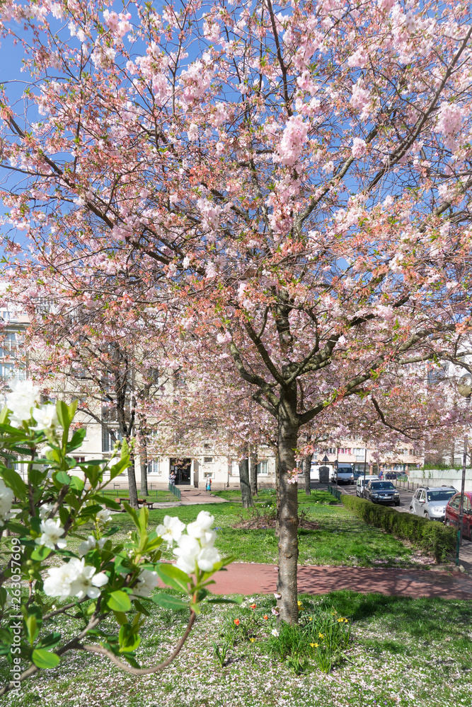 Spring trees in paris