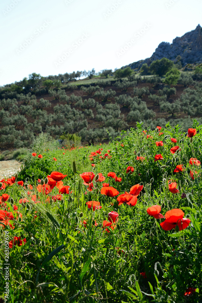 Poppy field in summer, spain, andalusia