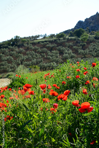 Poppy field in summer, spain, andalusia