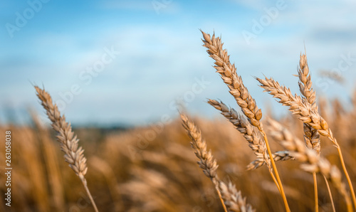 Wheat field. full of ripe grains, golden ears of wheat or rye close up on a blue sky background. small depth of field. Rich harvest Concept. majestic rural landscape. creative picture of nature