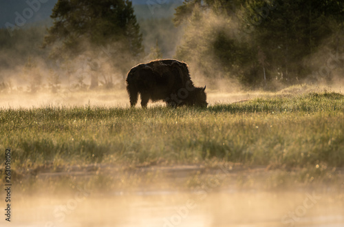 A bison grazes in the morning sun at Yellowstone. The buffalo are natural part of the National Park. The misty fog and soft light make this capture a perfect representation of wildlife and scenery