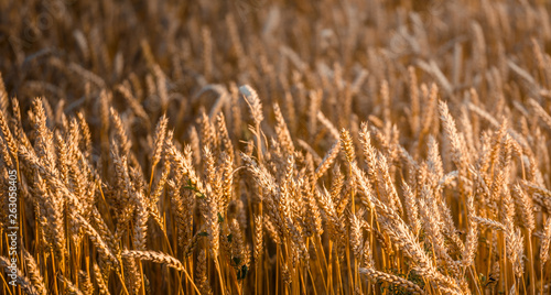 Ears Wheat or Rye close up. Wonderful Rural Scenery. Small Depth of Fields. Soft Focus. Rural Background. Creative Picture of Nature. Label art design. Idea of Rich Harvest