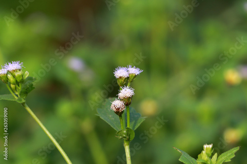 Tiny grass flower blooming with blur background.