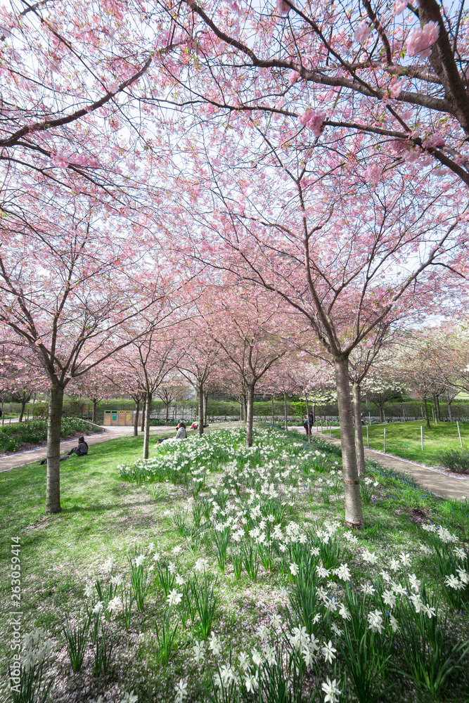 Spring trees in paris Spring trees in paris