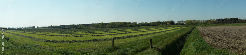 field of grass rural landscape